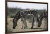 Namibia, Etosha National Park, Plain Zebra, Equus Burchellii, Grazing-Paul Souders-Framed Photographic Print