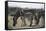 Namibia, Etosha National Park, Plain Zebra, Equus Burchellii, Grazing-Paul Souders-Framed Stretched Canvas