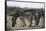 Namibia, Etosha National Park, Plain Zebra, Equus Burchellii, Grazing-Paul Souders-Framed Stretched Canvas