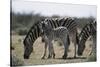 Namibia, Etosha National Park, Plain Zebra, Equus Burchellii, Grazing-Paul Souders-Stretched Canvas