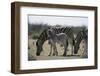 Namibia, Etosha National Park, Plain Zebra, Equus Burchellii, Grazing-Paul Souders-Framed Photographic Print