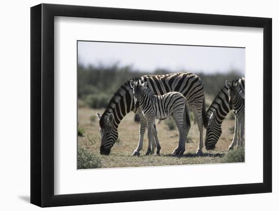 Namibia, Etosha National Park, Plain Zebra, Equus Burchellii, Grazing-Paul Souders-Framed Photographic Print