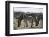 Namibia, Etosha National Park, Plain Zebra, Equus Burchellii, Grazing-Paul Souders-Framed Photographic Print