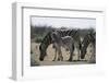 Namibia, Etosha National Park, Plain Zebra, Equus Burchellii, Grazing-Paul Souders-Framed Photographic Print