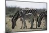 Namibia, Etosha National Park, Plain Zebra, Equus Burchellii, Grazing-Paul Souders-Mounted Photographic Print