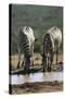 Namibia, Etosha National Park, Plains Zebra Drinking at Waterhole-Paul Souders-Stretched Canvas