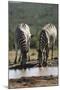 Namibia, Etosha National Park, Plains Zebra Drinking at Waterhole-Paul Souders-Mounted Photographic Print