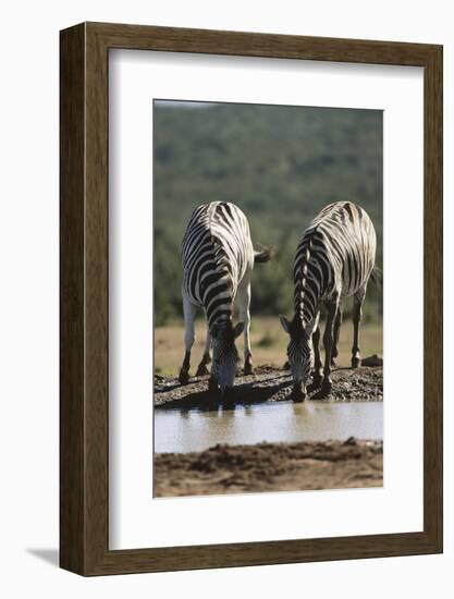 Namibia, Etosha National Park, Plains Zebra Drinking at Waterhole-Paul Souders-Framed Photographic Print