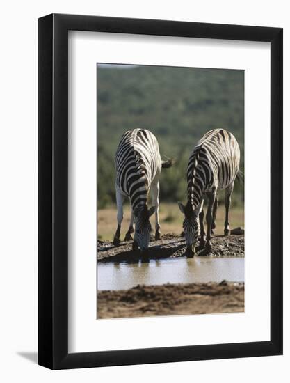 Namibia, Etosha National Park, Plains Zebra Drinking at Waterhole-Paul Souders-Framed Photographic Print