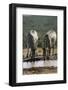 Namibia, Etosha National Park, Plains Zebra Drinking at Waterhole-Paul Souders-Framed Photographic Print