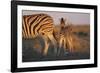 Namibia, Etosha National Park, Plains Zebra, Equus Burchellii, at Sunset-Paul Souders-Framed Photographic Print