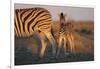 Namibia, Etosha National Park, Plains Zebra, Equus Burchellii, at Sunset-Paul Souders-Framed Photographic Print