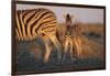 Namibia, Etosha National Park, Plains Zebra, Equus Burchellii, at Sunset-Paul Souders-Framed Photographic Print