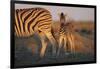 Namibia, Etosha National Park, Plains Zebra, Equus Burchellii, at Sunset-Paul Souders-Framed Photographic Print