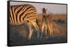 Namibia, Etosha National Park, Plains Zebra, Equus Burchellii, at Sunset-Paul Souders-Framed Stretched Canvas