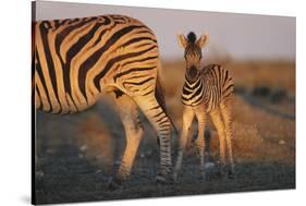 Namibia, Etosha National Park, Plains Zebra, Equus Burchellii, at Sunset-Paul Souders-Stretched Canvas