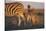 Namibia, Etosha National Park, Plains Zebra, Equus Burchellii, at Sunset-Paul Souders-Stretched Canvas