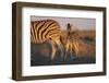 Namibia, Etosha National Park, Plains Zebra, Equus Burchellii, at Sunset-Paul Souders-Framed Photographic Print