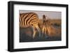 Namibia, Etosha National Park, Plains Zebra, Equus Burchellii, at Sunset-Paul Souders-Framed Photographic Print