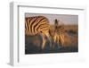 Namibia, Etosha National Park, Plains Zebra, Equus Burchellii, at Sunset-Paul Souders-Framed Photographic Print