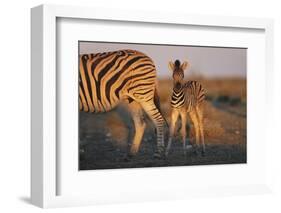 Namibia, Etosha National Park, Plains Zebra, Equus Burchellii, at Sunset-Paul Souders-Framed Photographic Print