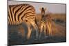 Namibia, Etosha National Park, Plains Zebra, Equus Burchellii, at Sunset-Paul Souders-Mounted Photographic Print