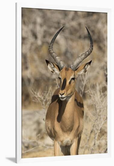 Namibia, Etosha National Park. Portrait of black-faced impala chewing its cud.-Jaynes Gallery-Framed Photographic Print