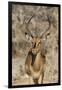 Namibia, Etosha National Park. Portrait of black-faced impala chewing its cud.-Jaynes Gallery-Framed Photographic Print