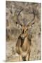 Namibia, Etosha National Park. Portrait of black-faced impala chewing its cud.-Jaynes Gallery-Mounted Premium Photographic Print