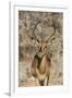 Namibia, Etosha National Park. Portrait of black-faced impala chewing its cud.-Jaynes Gallery-Framed Premium Photographic Print