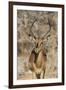 Namibia, Etosha National Park. Portrait of black-faced impala chewing its cud.-Jaynes Gallery-Framed Premium Photographic Print