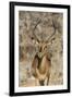 Namibia, Etosha National Park. Portrait of black-faced impala chewing its cud.-Jaynes Gallery-Framed Premium Photographic Print