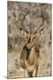 Namibia, Etosha National Park. Portrait of black-faced impala chewing its cud.-Jaynes Gallery-Mounted Premium Photographic Print