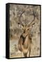 Namibia, Etosha National Park. Portrait of black-faced impala chewing its cud.-Jaynes Gallery-Framed Stretched Canvas