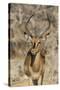 Namibia, Etosha National Park. Portrait of black-faced impala chewing its cud.-Jaynes Gallery-Stretched Canvas