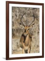 Namibia, Etosha National Park. Portrait of black-faced impala chewing its cud.-Jaynes Gallery-Framed Photographic Print