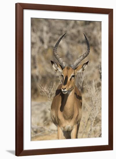 Namibia, Etosha National Park. Portrait of black-faced impala chewing its cud.-Jaynes Gallery-Framed Photographic Print