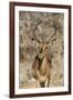 Namibia, Etosha National Park. Portrait of black-faced impala chewing its cud.-Jaynes Gallery-Framed Photographic Print