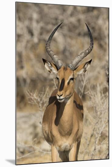 Namibia, Etosha National Park. Portrait of black-faced impala chewing its cud.-Jaynes Gallery-Mounted Photographic Print