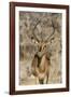 Namibia, Etosha National Park. Portrait of black-faced impala chewing its cud.-Jaynes Gallery-Framed Photographic Print