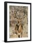 Namibia, Etosha National Park. Portrait of black-faced impala chewing its cud.-Jaynes Gallery-Framed Photographic Print