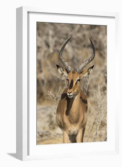 Namibia, Etosha National Park. Portrait of black-faced impala chewing its cud.-Jaynes Gallery-Framed Photographic Print