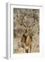 Namibia, Etosha National Park. Portrait of black-faced impala chewing its cud.-Jaynes Gallery-Framed Photographic Print