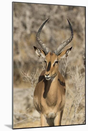 Namibia, Etosha National Park. Portrait of black-faced impala chewing its cud.-Jaynes Gallery-Mounted Photographic Print