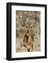 Namibia, Etosha National Park. Portrait of black-faced impala chewing its cud.-Jaynes Gallery-Framed Photographic Print