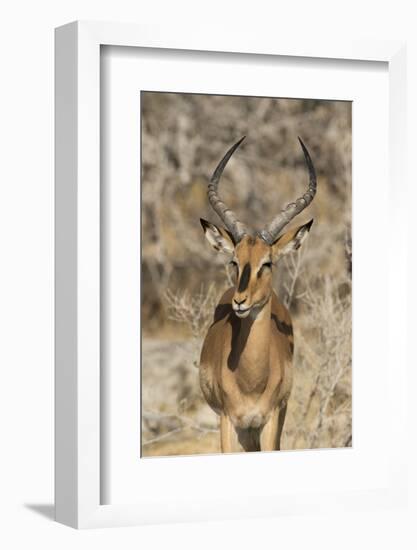 Namibia, Etosha National Park. Portrait of black-faced impala chewing its cud.-Jaynes Gallery-Framed Photographic Print