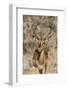 Namibia, Etosha National Park. Portrait of black-faced impala chewing its cud.-Jaynes Gallery-Framed Photographic Print