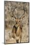 Namibia, Etosha National Park. Portrait of black-faced impala chewing its cud.-Jaynes Gallery-Mounted Photographic Print