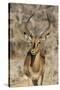 Namibia, Etosha National Park. Portrait of black-faced impala chewing its cud.-Jaynes Gallery-Stretched Canvas