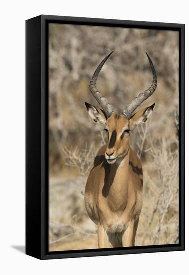 Namibia, Etosha National Park. Portrait of black-faced impala chewing its cud.-Jaynes Gallery-Framed Stretched Canvas